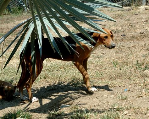 Red de Apoyo Canino on Twitter Edu es tímida pero muy dulce y