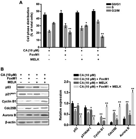 Corosolic Acid Induces Cell Cycle Arrest And Cell Apoptosis In Human