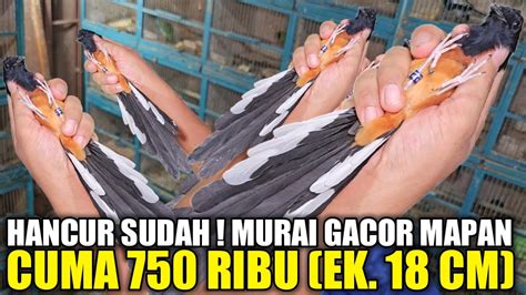 HANCUR SUDAH HARGA MURAI GACORAN CUMA 750 RIBU DAPET MURAI GACOR EKOR