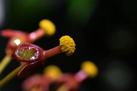 Nepenthes Flower Nepenthes X Miranda Incidencematrix Flickr