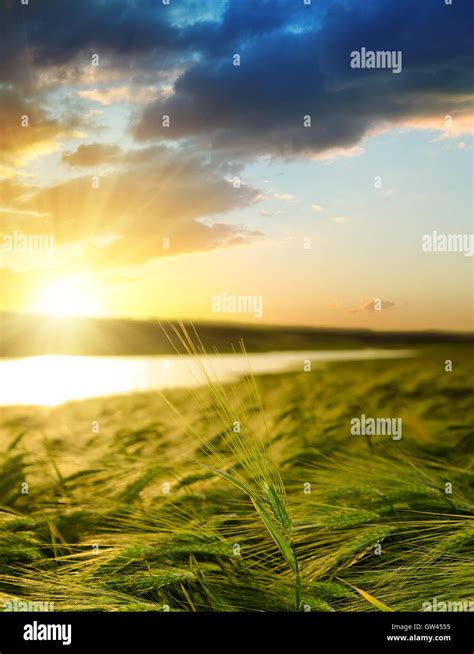 Sunset Over Field With Green Barley Stock Photo Alamy