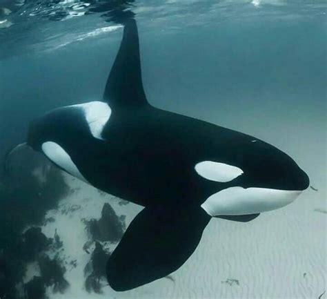 Las Letras De Diana Torres D A Mundial De Las Orcas