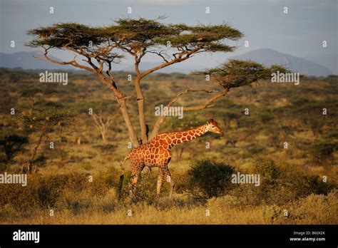 Somali Giraffe Or Reticulated Giraffe Giraffa Camelopardalis Reticulata In The Landscape