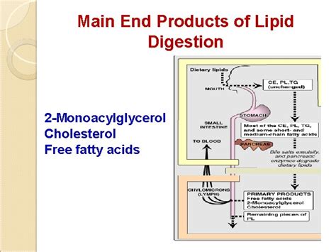 Biochemical Aspects Of Digestion Of Lipids Dr Amr