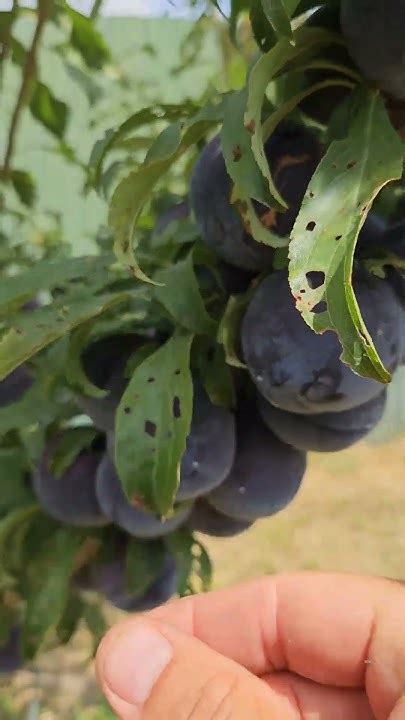 Слива диилоїдна Блек Амбер #садівництво #сад #максимгаранжа #garden # ...