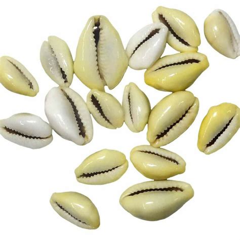 Cowrie Shells For Divination And Protection