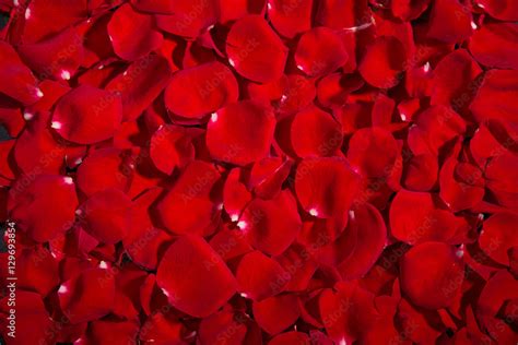 Background of red roses. A lot of rose petals. postcards, Wallpaper, Valentine's Day ...