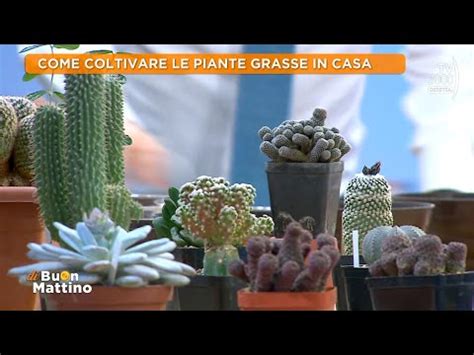 Come Coltivare Le Piante Grasse In Casa Di Buon Mattino