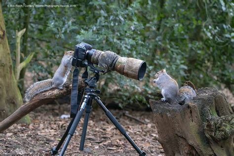 Best Entries (So Far) Of Comedy Wildlife Photography Awards 2019 ...