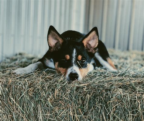 Farm Dogs | What It Means To Be A True Farm Dog