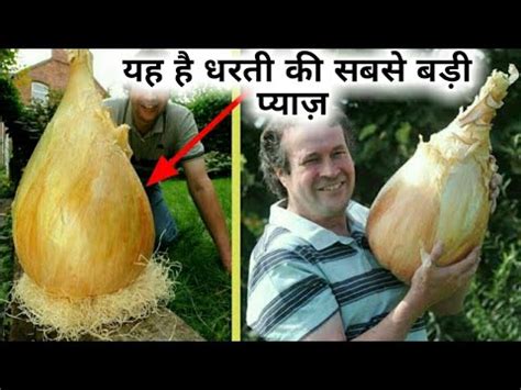 Largest Onion In The World Biggest Onion Ever Grown World S Largest