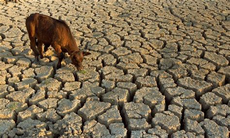 E. Cape drought: ‘No hope. Our animals are dying’ - Food For Mzansi