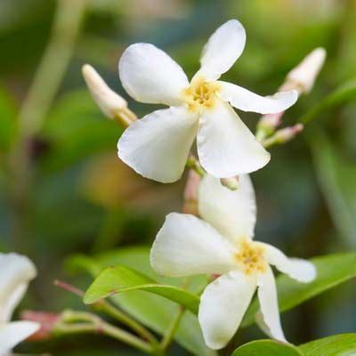 Asiatic Jasmine Shrub Evergreen Groundcover Shrubs Asian Jasmine