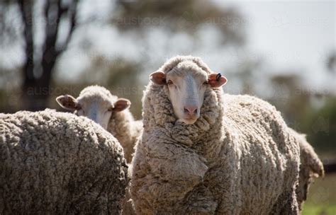 Image Of Merino Sheep Looking Towards The Camera On Sheep Farm Austockphoto