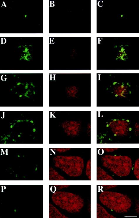 Localization Of Rab Wt Protein In Polarized Eph Cells Eph Cells