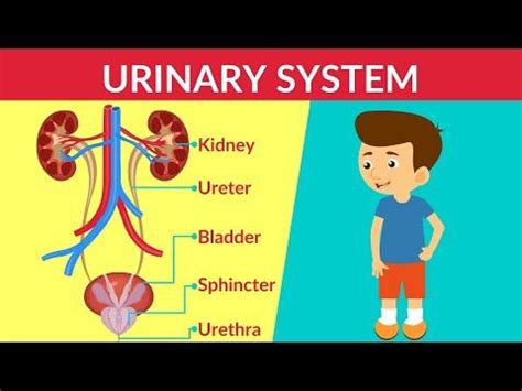 Urinary System How Your Urinary System Works Urinary System Parts