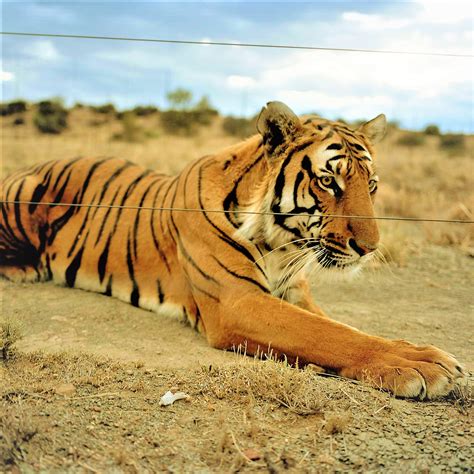 Discover the Powerful South China Tiger: A Rare and Precious Animal