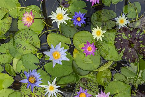 Container Plants That Need Little Water at Lois Katz blog