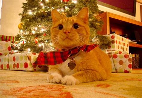 109 Cats Celebrating Christmas Christmas Cats Cat Celebrating