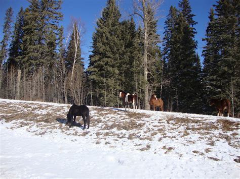 Moshi moshi!: Wild horses in Alberta/ Caballos salvajes en Alberta