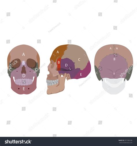 Vector Illustration Human Head Bones Types Stock Vector (Royalty Free ...