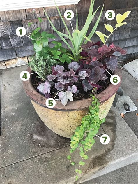 Part Sun Part Shade Perennial Container Planting Recipe Pamina