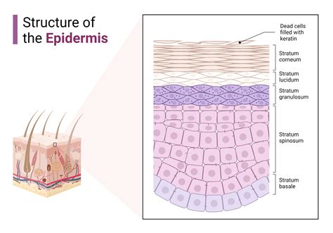 Structure of the Epidermis | BioRender Science Templates