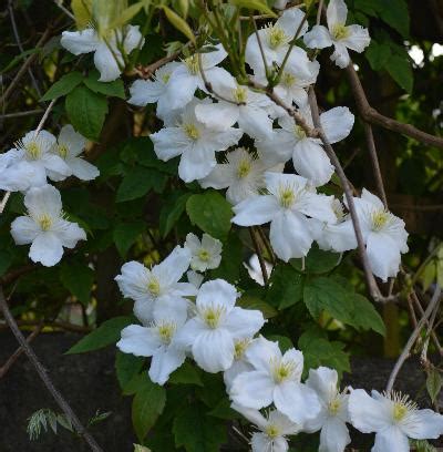 Clematis Montana Broughton Star