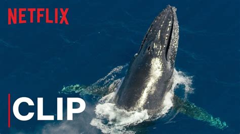 Our Planet Humpback Whales Clip Netflix Clip Art Library