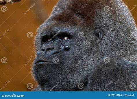 Portrait of a Silverback Gorilla in a Natural Habitat in the Cabarceno ...