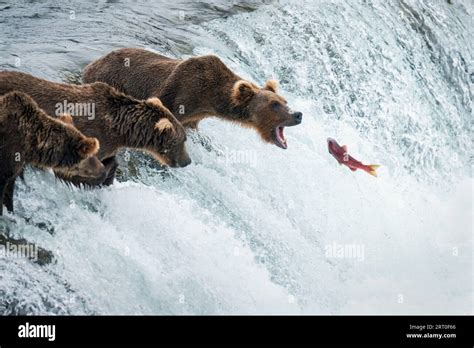 Red sockeye salmon jumping up the Brooks Falls into a brown bear’s open ...