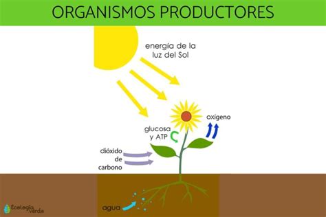 Niveles De Organización De Un Ecosistema Colombia Verde