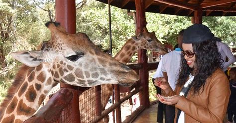 Nairobi David Sheldrick Giraffe Center Kobe Beads Tour Getyourguide