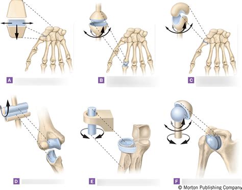 Joint types Diagram | Quizlet