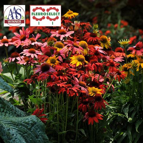 Coneflower Cheyenne Spirit F1 W H Perron