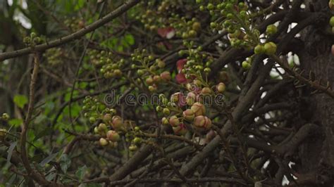 Closeup Of Couroupita Guianensis Cannonball Tree Flowers And Buds On