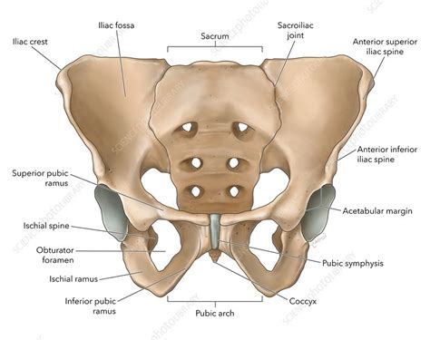 Pelvis Anatomy Diagram