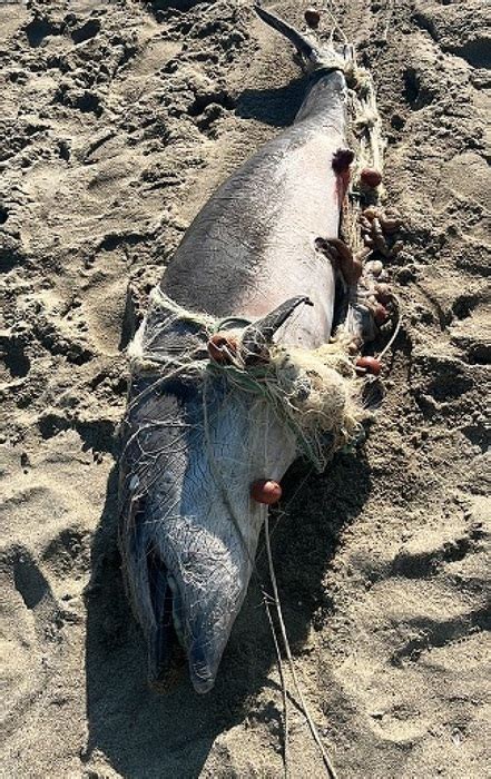 Delfino Trovato Morto Sulla Spiaggia Della Lecciona In Versilia