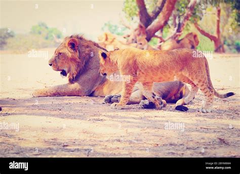 Polygamy Africa Hi Res Stock Photography And Images Alamy