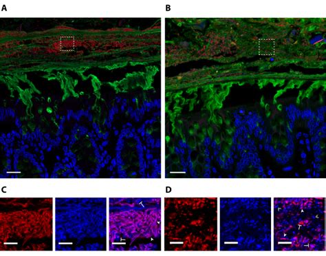 Visualization Of Gut Microbiota Host Interactions Via Fluorescence In