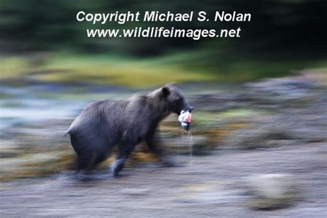 Michael S Nolans Wildlife Images Brown Bears On Chichagof Island