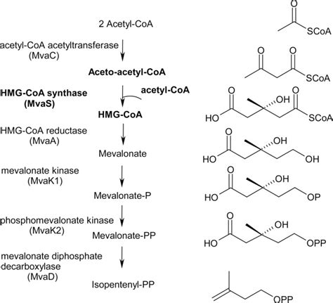 Staphylococcus Aureus Hydroxy Methylglutaryl Coa Synthase Journal