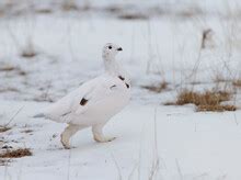 Ptarmigan Winter Plumage Free Stock Photo - Public Domain Pictures