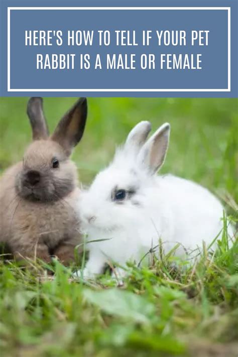 How To Tell A Male Rabbit From A Female Rabbit Identifying The Sex Of Your Pet Rabbits Artofit