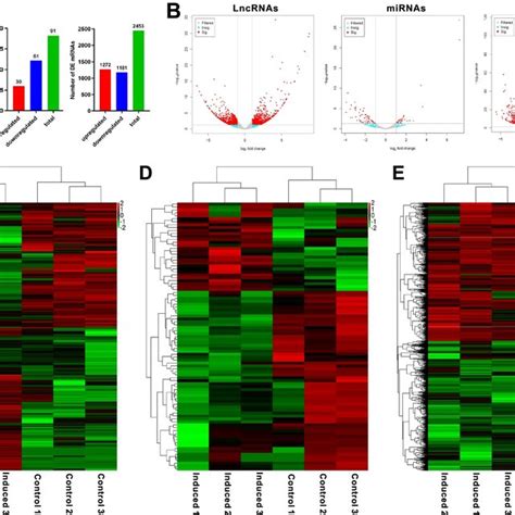 Expression Profiles Of Lncrnas Mirnas And Mrnas In 14 Day Osteogenic Download Scientific