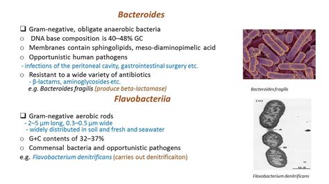 Phylum Bacteroidetes - Microbes World