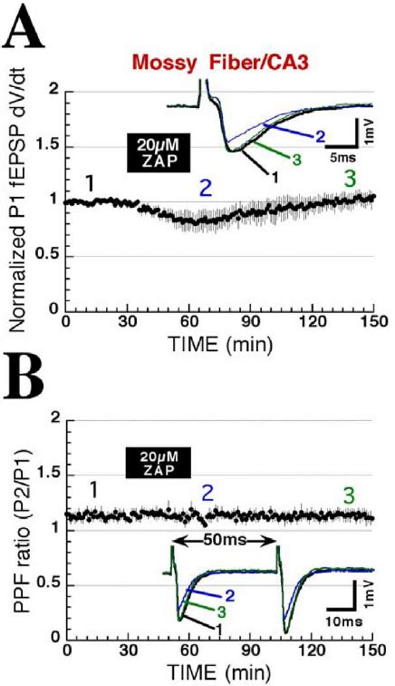 Effect Of CLTD On PPF At Mossy Fiber CA3 Synapses A Time Course Of