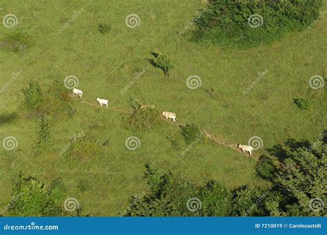 Cows Walking On A Meadow Path Stock Image Image Of French