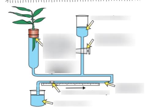 potometer Diagram | Quizlet