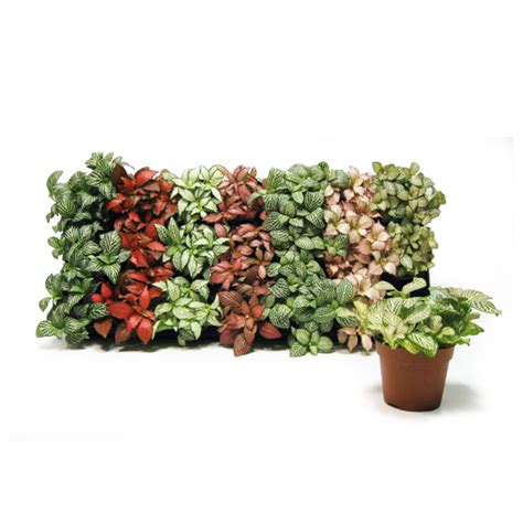 Фиттония микс купить в СПб|Магазин растений Plantacia